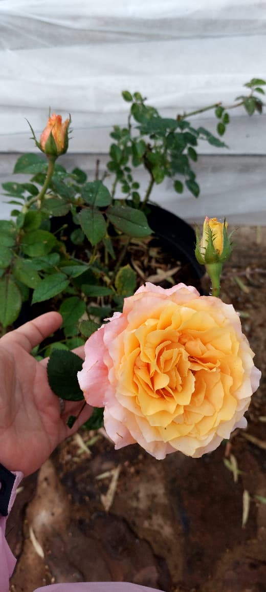 Secure parking at venue Magaliesburg